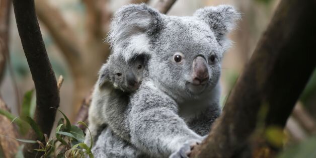 The yet unnamed male koala  joey rides on his  mother Goonderrah's back  at the Zoo in Duisburg, western Germany on Wednesday, March 27, 2013. The little Koala left his mother's pouch after six months for the first time. The Duisburg Zoo is one of the major breeding units for Koalas in Europe. (AP Photo/Frank Augstein)