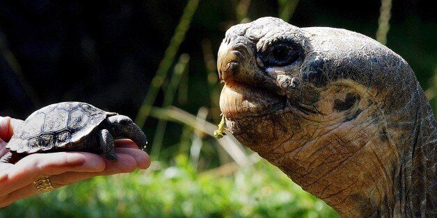 A newly hatched Giant Galapagos tortoise, left, is shown in the Zurich zoo next to an adult animal, Wednesday July 21, 2004. The Giant Galapagos turtle is an endangered species. (AP Photo/Keystone, Walter Bieri)