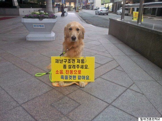 공사장 옆 훈련소 개들이 폐사했다