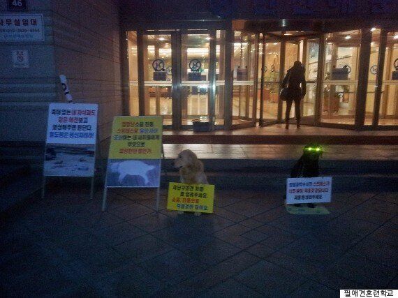 공사장 옆 훈련소 개들이 폐사했다