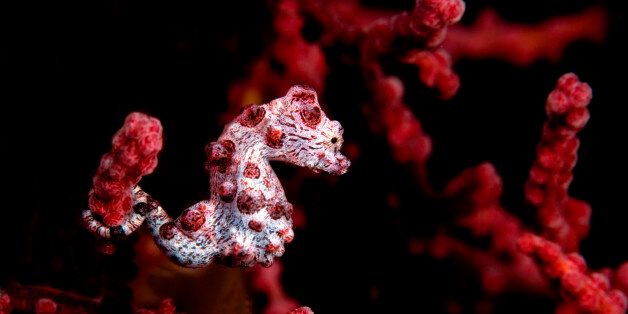 Pygmy seahorse on gorgonian