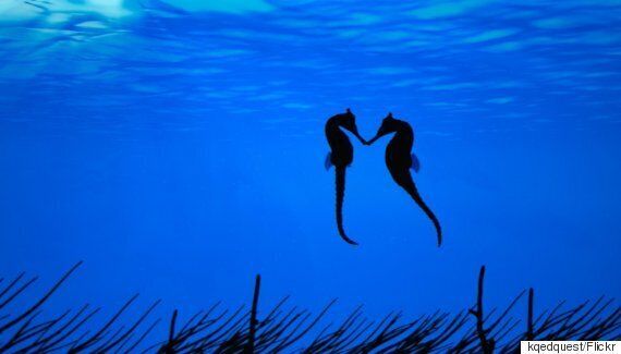 바다의 귀염둥이 해마의 치명적인 11가지 매력(동영상, 사진)