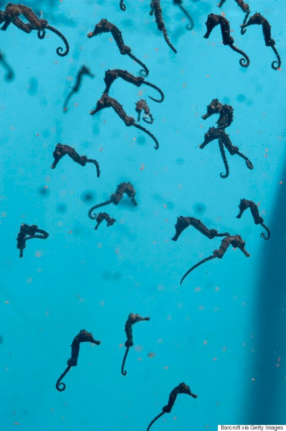 바다의 귀염둥이 해마의 치명적인 11가지 매력(동영상, 사진)