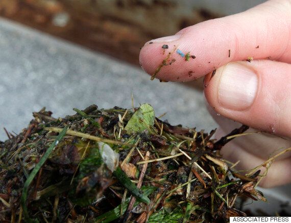 생선 껍질에서 미세플라스틱이 발견되다