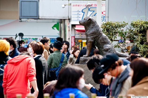 90년 만에 만난 아키타 견 '하치'와 우에노 박사(연속 사진)