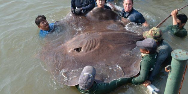 세계에서 가장 큰 민물고기 등장(동영상)