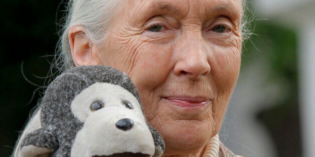 FILE - In this photo taken Wednesday April 25, 2012, chimpanzee expert Jane Goodall holds a monkey doll she carries with her wherever she travels, in Pasadena, Calif.  Jane Goodall, who turns 80 in 2014, knows how to work a crowd. In a packed auditorium, the elegant primatologist from Britain whooped like the chimpanzees she first studied in Tanzania in the early 1960s. She hugged an academic just like, she said, chimps do. She talked about her crush, as a