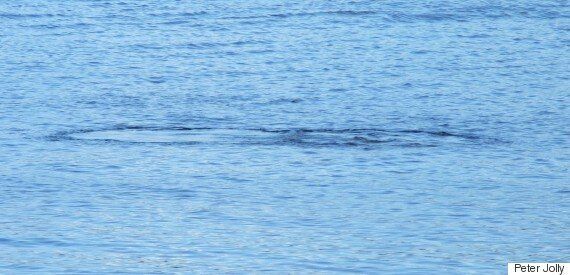 네스호 괴물 '네시'의 최신 영상이 공개됐다(동영상)