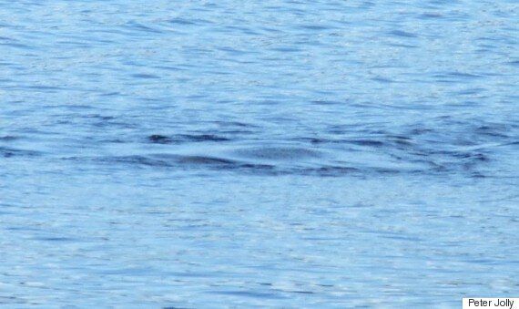 네스호 괴물 '네시'의 최신 영상이 공개됐다(동영상)