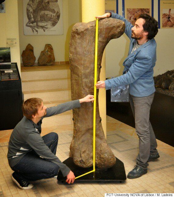 브론토사우루스가 1세기 만에 이름을 되찾았다