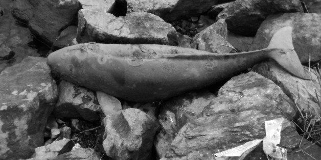 한강에서 멸종위기 돌고래 사체가 발견되다(사진)