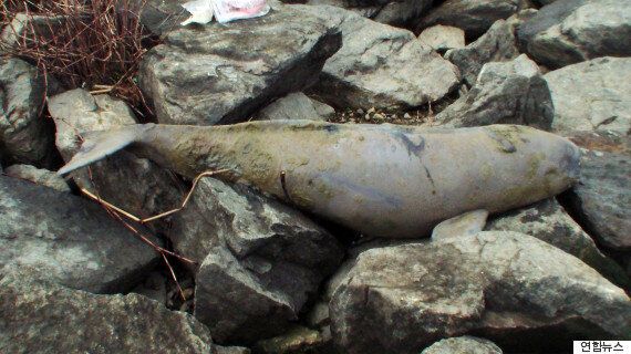 한강에서 멸종위기 돌고래 사체가 발견되다(사진)