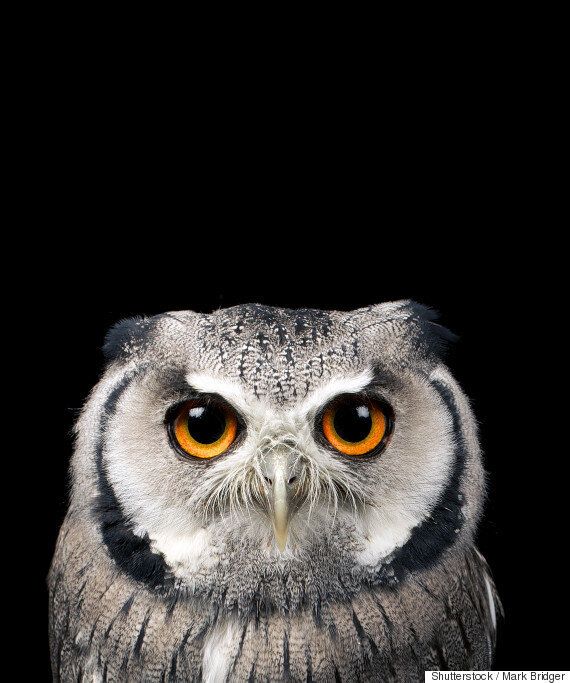 '올빼미족' vs '아침형 인간' 누가 더 건강할까