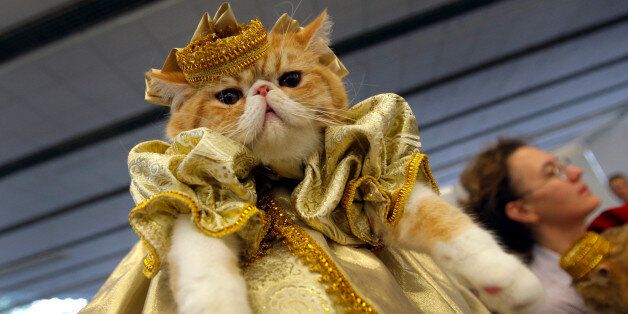 A woman displays her cat in a fashion costume during two-days cat and dog exhibition in Minsk, Belarus, Saturday, May 5, 2012. (AP Photo/Sergei Grits)