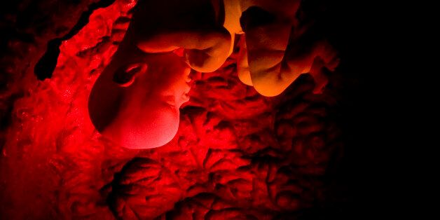 A human embryo is shown in a three-dimensional film on human reproduction at the Corpus museum in Oegstgeest 35 kilometers (21 miles) southeast of Amsterdam, Netherlands, Friday, March 14, 2008.