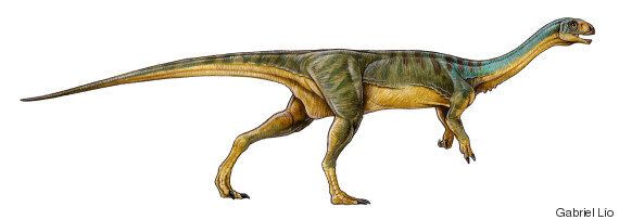 이 새롭게 발견된 공룡 칠레사우루스는 티라노사우루스의 채식주의자 친척이다(사진)