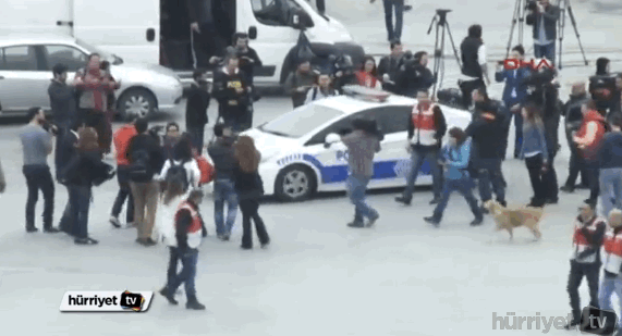 이스탄불 노동절 시위에 나타나 영웅이 된 개(사진, 동영상)