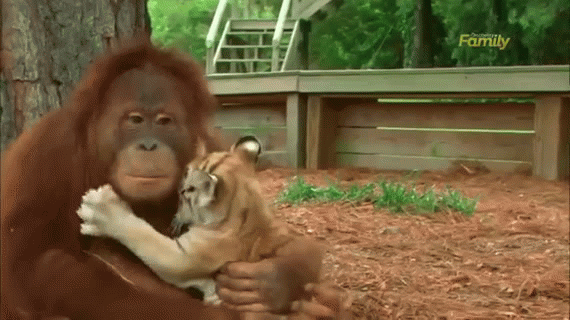 아기 호랑이가 너무도 사랑스러운 오랑우탄(동영상)