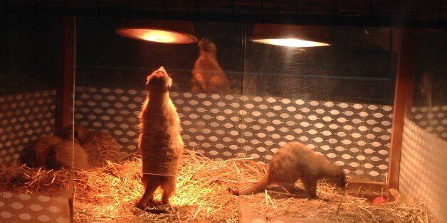 주행성 동물인 미어캣이 인위적인 야간 조명에 노출돼 있다.