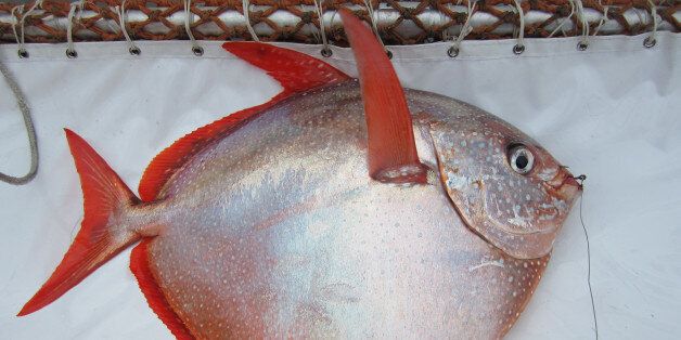 빨간 개복치, 따뜻한 피가 흐르는 세계 유일의 물고기(사진)