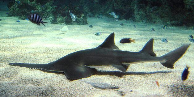 A sawfish sifts through the sand on the bottom of its new home at the Sydney Aquarium in Sydney, Australia, Friday, Dec. 9, 2011. Sawfish have been placed on the critically endangered list mainly due to a human impact to their environment and being entangled in fishing nets. (AP Photo/Rob Griffith)