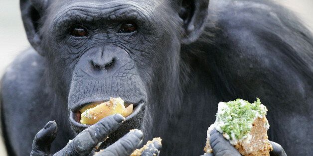 A chimpanzee eats cake as she joins Sydney's Taronga Zoo's chimpanzee family to celebrate the 60th birthday of