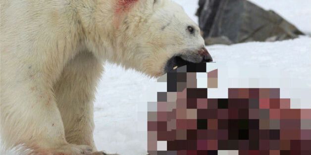 처음으로 북극곰이 돌고래를 먹게 된 원인(혐오사진)