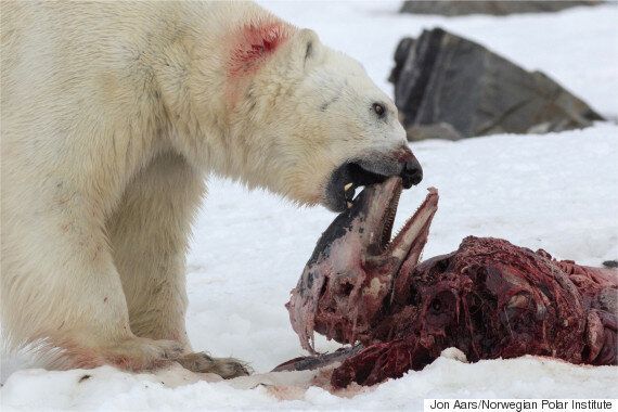 처음으로 북극곰이 돌고래를 먹게 된 원인(혐오사진)