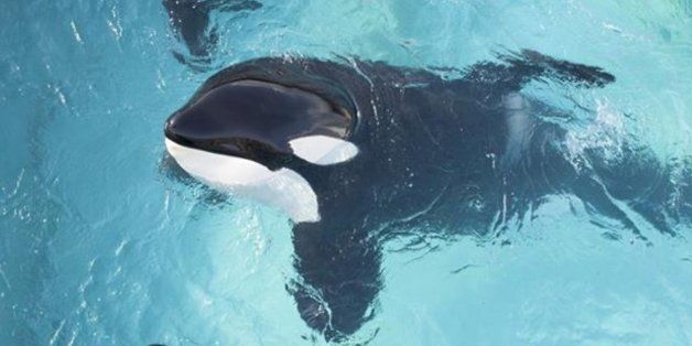 33살 범고래 프레야, 세상을 떠나다