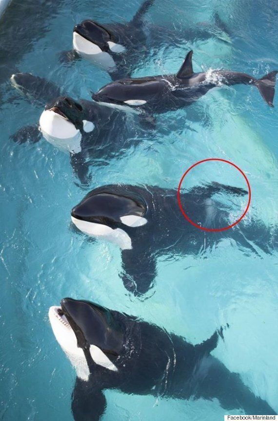 33살 범고래 프레야, 세상을 떠나다