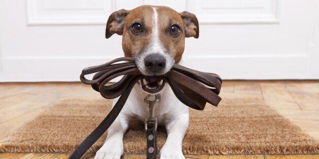 반려동물의 분리불안에 대한 7가지 오해