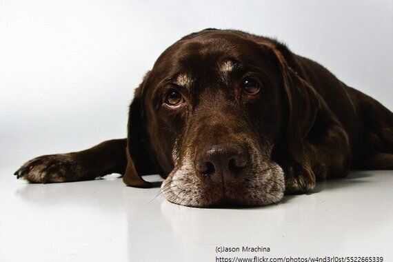 반려동물의 분리불안에 대한 7가지 오해