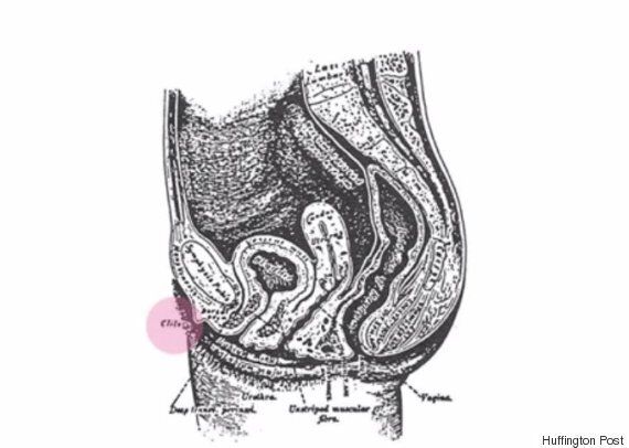 [허핑턴포스트 클리토리스 프로젝트] 2. 사라진 클리토리스