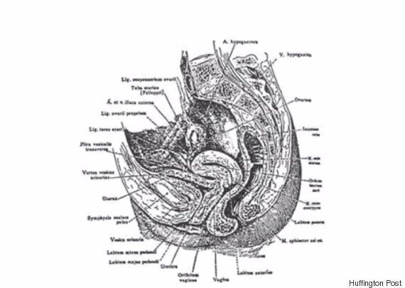 [허핑턴포스트 클리토리스 프로젝트] 2. 사라진 클리토리스