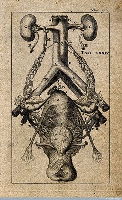 [허핑턴포스트 클리토리스 프로젝트] 2. 사라진 클리토리스