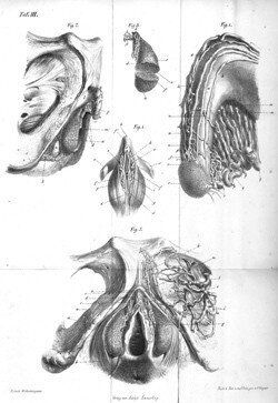 [허핑턴포스트 클리토리스 프로젝트] 2. 사라진 클리토리스