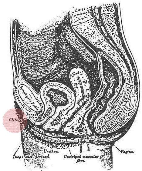 [허핑턴포스트 클리토리스 프로젝트] 2. 사라진 클리토리스