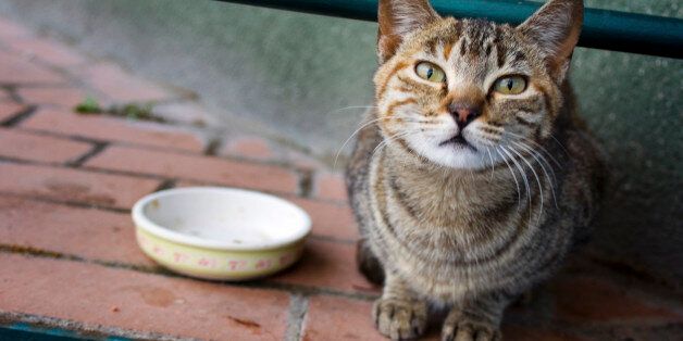 고양이에게 절대 주면 안되는 사람 음식 6가지