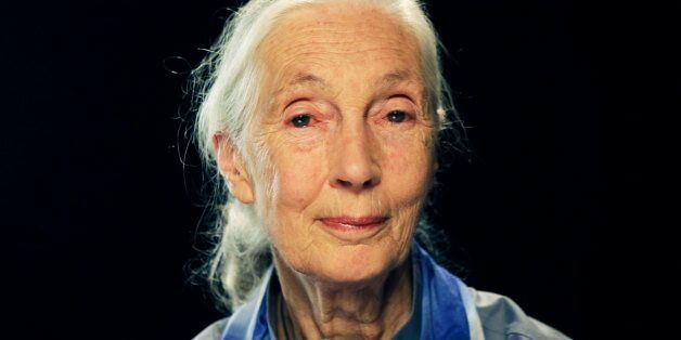 Primatologist and environmental activist Dr. Jane Goodall is shown during an interview Thursday, Sept. 15, 2011 in New York.  Goodall is among several global experts featured in the new documentary