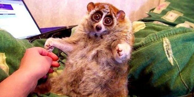 애완용 슬로로리스(늘보원숭이)의 너무나도 귀여운 동영상에 숨겨진 슬픈 진실