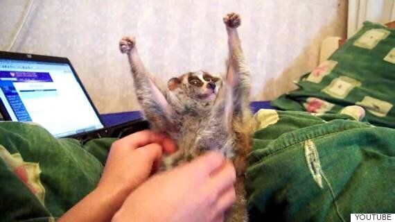 애완용 슬로로리스(늘보원숭이)의 너무나도 귀여운 동영상에 숨겨진 슬픈 진실