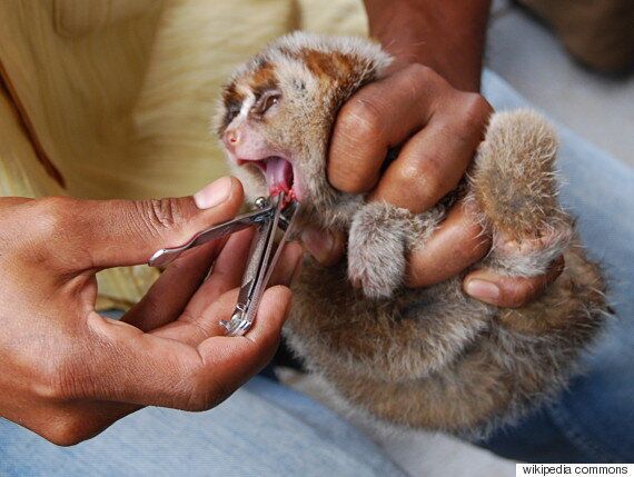 애완용 슬로로리스(늘보원숭이)의 너무나도 귀여운 동영상에 숨겨진 슬픈 진실
