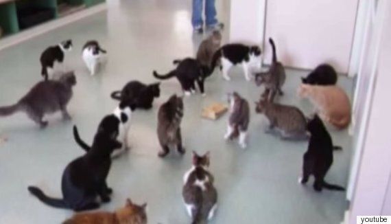 이것은 그저 깜짝 놀란 고양이를 모은 동영상일 뿐이다