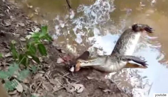 악어가 전기뱀장어를 공격하면 어떤 일이 벌어질까?(동영상)