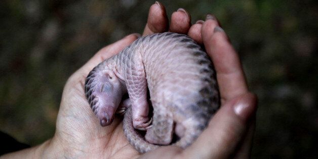 An activist holds a baby pangolin prior to its release into the wild with its mother, in Sibolangit, North Sumatra, Indonesia, Monday, April 27, 2015. The baby anteater is part of dozens of live pangolins and around five tons (11,000 lbs) of pangolin meat ready to be shipped abroad confiscated in a police a raid last week. (AP Photo/Binsar Bakkara)