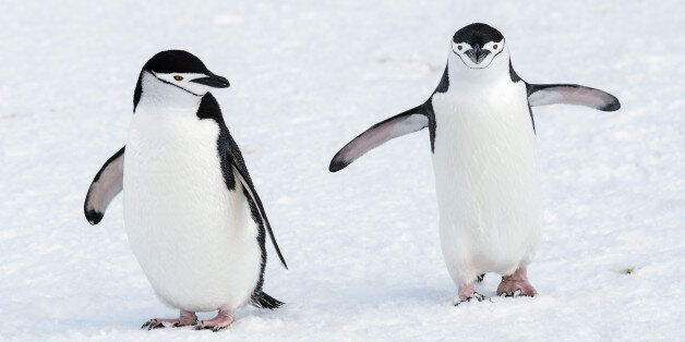옛날 옛적부터 동성애를 해온 동물 9종