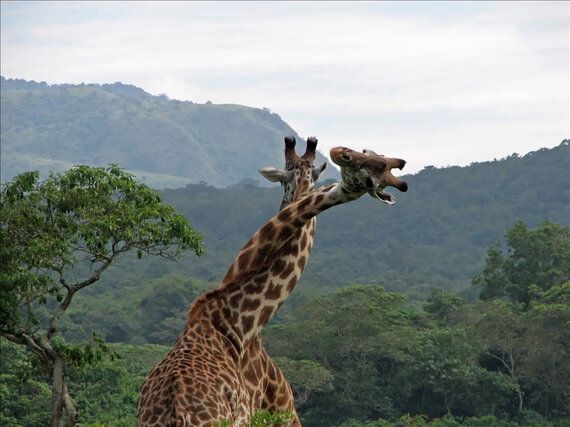 옛날 옛적부터 동성애를 해온 동물 9종
