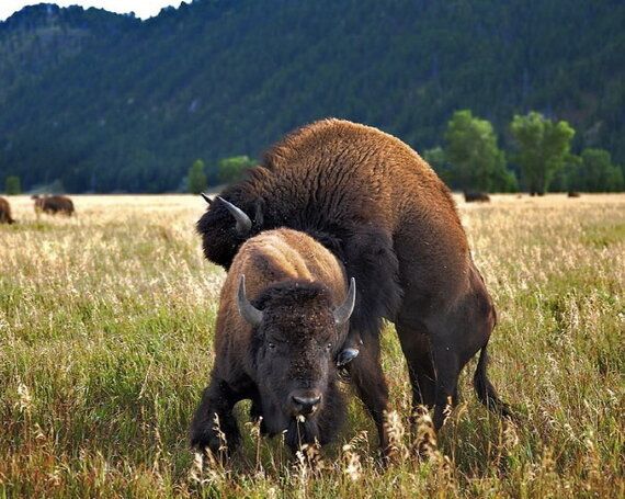옛날 옛적부터 동성애를 해온 동물 9종