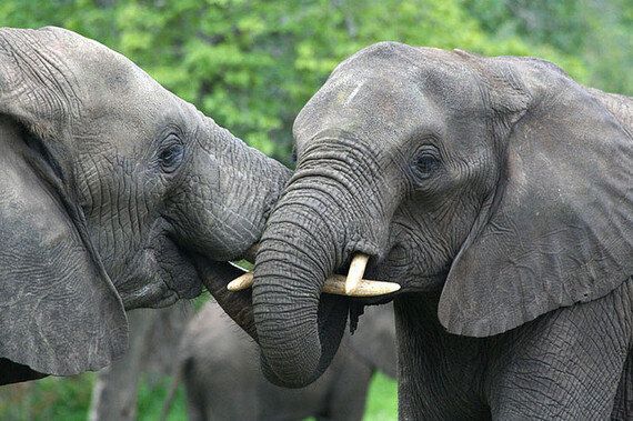 옛날 옛적부터 동성애를 해온 동물 9종