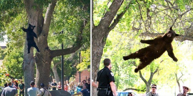 History repeated itself at the University of Boulder when a bear fell from a tree Friday, July 10, 2015.